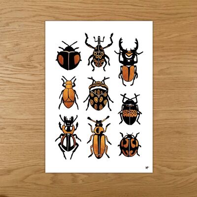 Cartolina di insetti