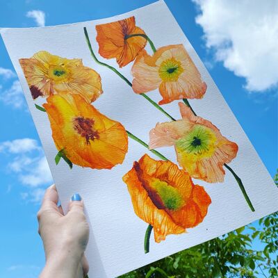 Delicate Poppies Print