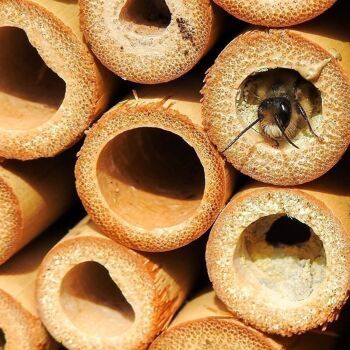 Tubes en bambou Vie Naturals pour abeilles, 15 cm, 100 pièces 5
