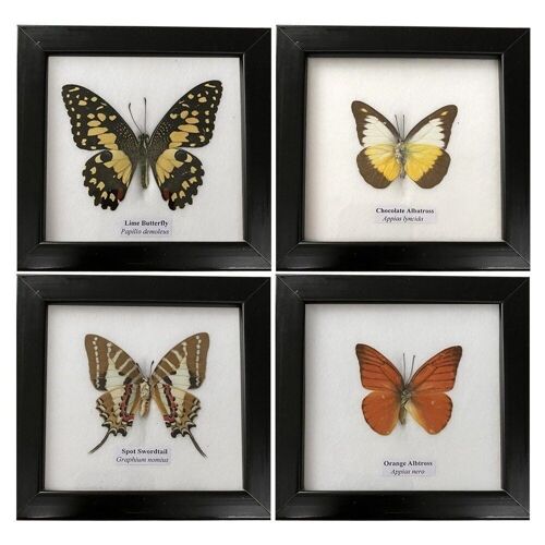 Taxidermy Butterfly, Single, Assorted, Mounted Under Glass, 12.5x12.5cm