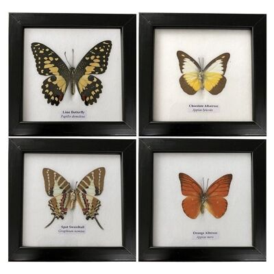 Präparierter Schmetterling, einzeln, sortiert, unter Glas montiert, 12.5x12.5cm