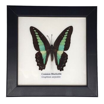 Papillon de taxidermie, unique, assorti, monté sous verre, 12.5 x 12.5Cm 2