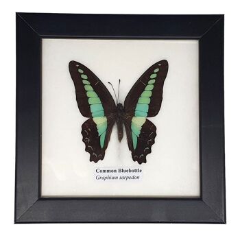 Papillon de taxidermie, unique, assorti, monté sous verre, 12.5 x 12.5Cm 3