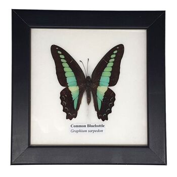 Papillon de taxidermie, unique, assorti, monté sous verre, 12.5 x 12.5Cm 4