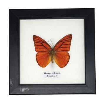Papillon de taxidermie, unique, assorti, monté sous verre, 12.5 x 12.5Cm 5