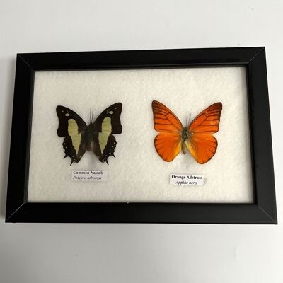 Präparierter Schmetterling, 2 Schmetterlinge, sortiert, unter Glas montiert, 17.5x14cm