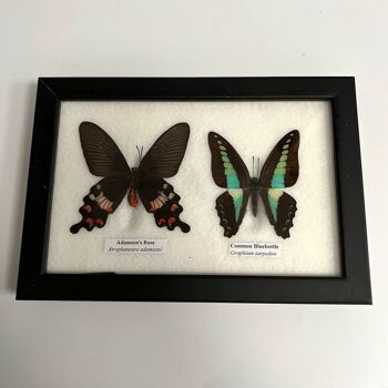Papillon Taxidermie, 2 Papillons, Assortis, Montés Sous Verre, 17.5x14cm 2