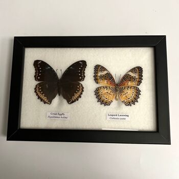 Papillon Taxidermie, 2 Papillons, Assortis, Montés Sous Verre, 17.5x14cm 3