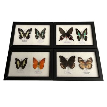 Papillon Taxidermie, 2 Papillons, Assortis, Montés Sous Verre, 17.5x14cm 4