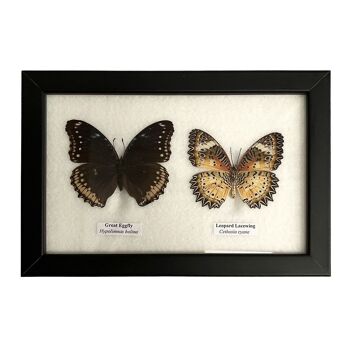 Papillon Taxidermie, 2 Papillons, Assortis, Montés Sous Verre, 17.5x14cm 5