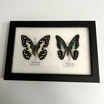 Papillon Taxidermie, 2 Papillons, Assortis, Montés Sous Verre, 17.5x14cm 6