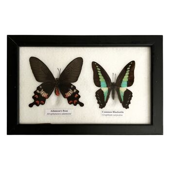 Papillon Taxidermie, 2 Papillons, Assortis, Montés Sous Verre, 17.5x14cm 7