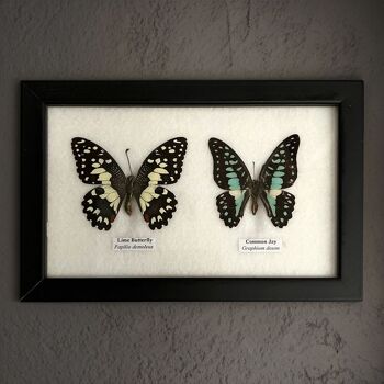 Papillon Taxidermie, 2 Papillons, Assortis, Montés Sous Verre, 17.5x14cm 8