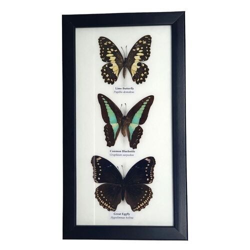 Taxidermy Butterfly, 3 Butterflies, Assorted, Mounted Under Glass, 14x25cm
