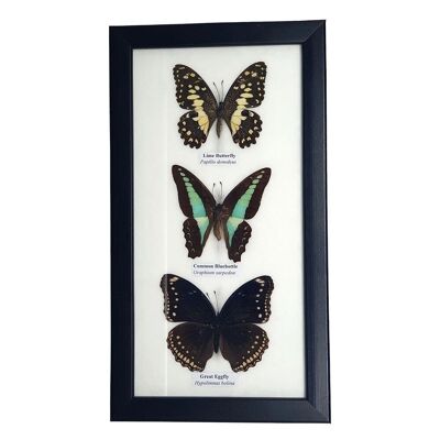 Farfalla tassidermia, 3 farfalle, assortite, montate sotto vetro, 14x25 cm