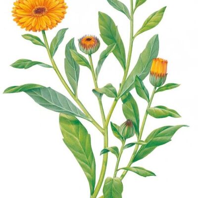 Olio per la cura della calendula