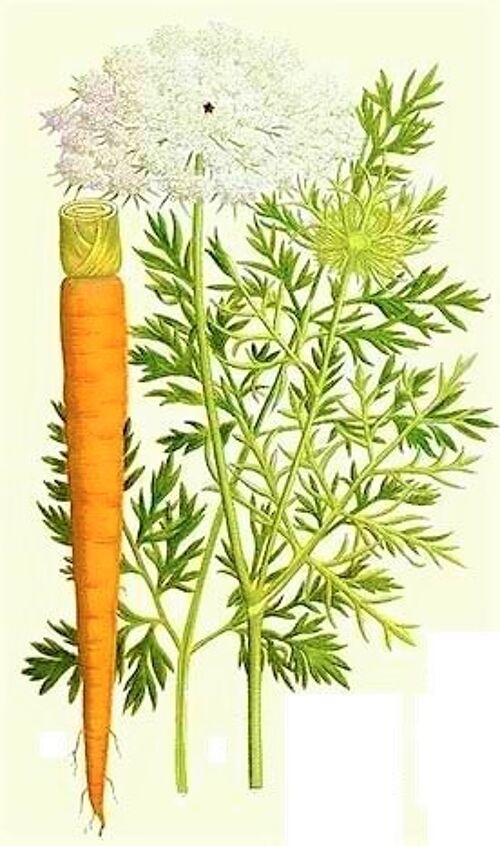 Carrot Seed Oil, Vaucluse