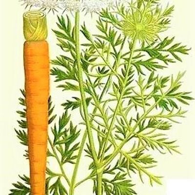 Carrot care oil