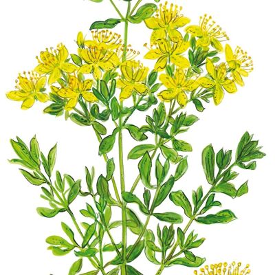 St. John's wort care oil