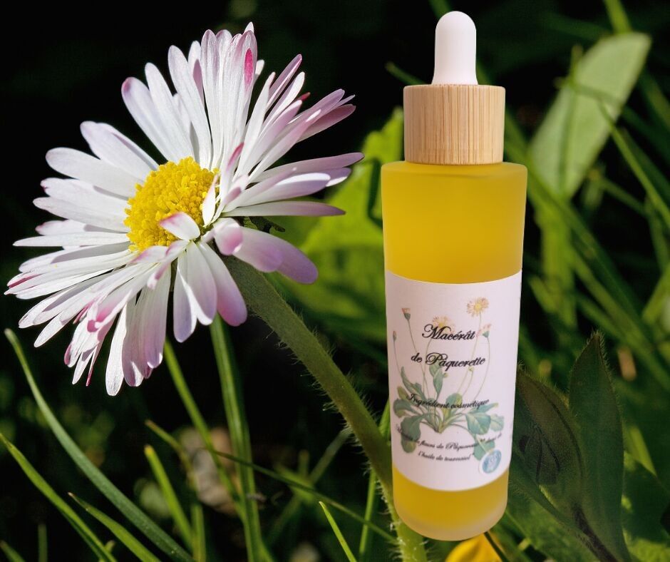Huile de soins Pâquerette de Bellis