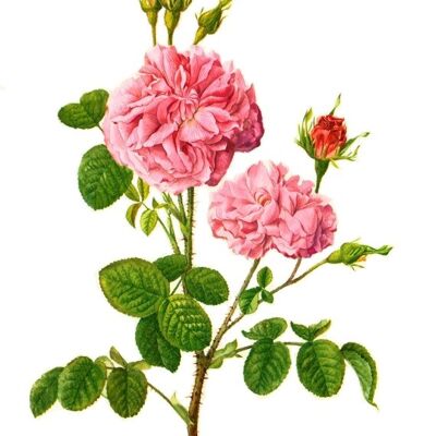 Olio per la cura della rosa damascena