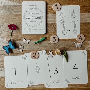 Lifecycle Chicken - Grenouille - Papillon - Jonquille - Cartes à jouer Montessori 1