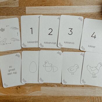 Lifecycle Chicken - Grenouille - Papillon - Jonquille - Cartes à jouer Montessori 4