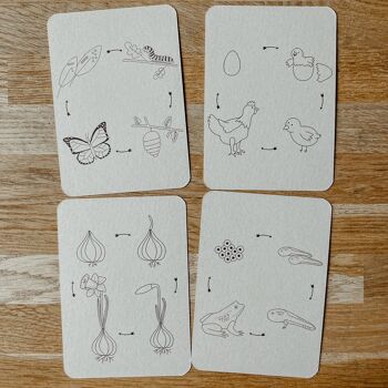 Lifecycle Chicken - Grenouille - Papillon - Jonquille - Cartes à jouer Montessori 5