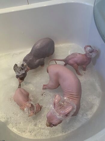Kotomoda Bonnets de douche pour chats Sphynx et petits animaux 20pcs 5