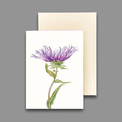 Greeting card cornflower aster