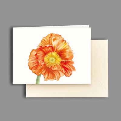 Greeting card Papaver orange