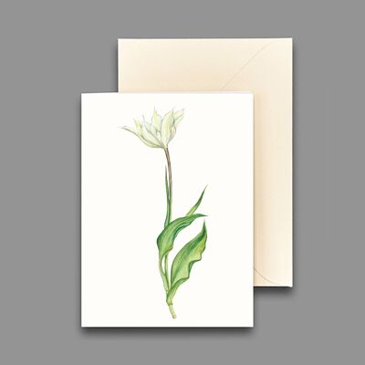 Tarjeta de felicitación tulipán blanco I