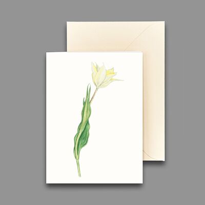 Tarjeta de felicitación tulipán blanco II