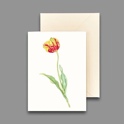 Greeting card red and yellow tulip