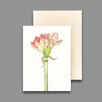 Greeting card amarylis