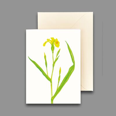 Grußkarte Sumpfschwertlilie