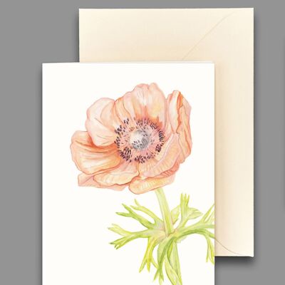 Greeting card anemone apricot