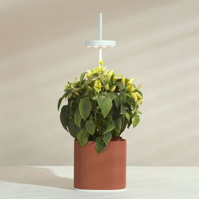 NANO Garden, Potager d'intérieur pour plantes ou aromates - Terracota - Prêt à Pousser