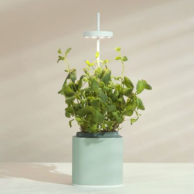 NANO Garden, Indoor vegetable garden for plants or herbs - Celadon Green - Ready to Grow