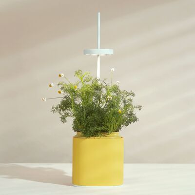 NANO Garden, Indoor-Gemüsegarten für Pflanzen oder Kräuter – Mimosa Yellow – bereit zum Wachsen