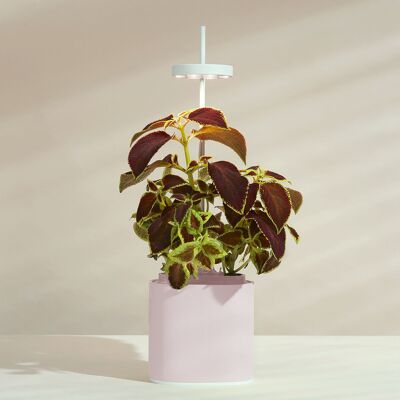 NANO Garden, Huerto interior para plantas o hierbas - Cuarzo Rosa - Listo para crecer