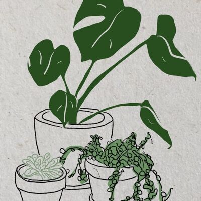 3 piante