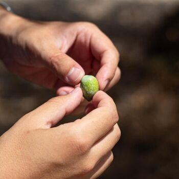 Huile d'olive extra vierge biologique Monocultivar Tonda Iblea - 500 ml 4