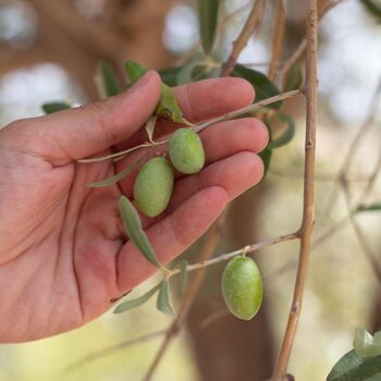Huile d'olive extra vierge biologique Monocultivar Tonda Iblea - 500 ml 5