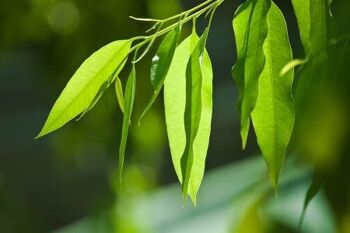 Brume d'oreiller : Eucalyptus Tea Tree purifiant 2