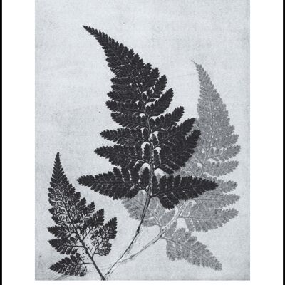 50x70 Fern bluegrey