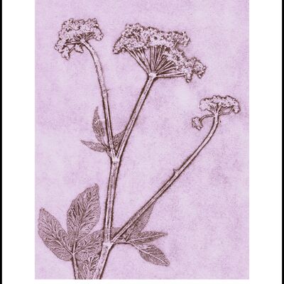 50x70 Groundelder violett