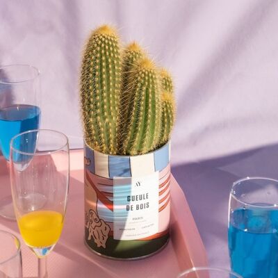 TIMBER - Cactus