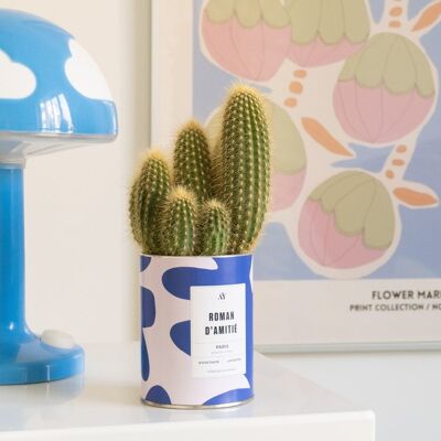FRIENDSHIP - Cactus
