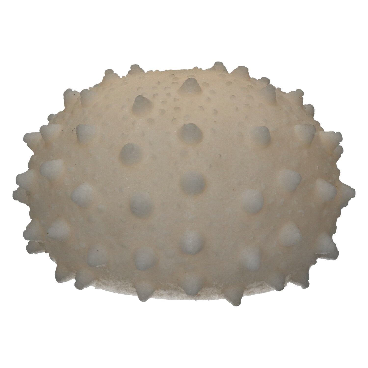 Seeigel mit Beleuchtung und Fernbedienung